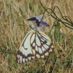 Belenois java (Caper White) at Conder, ACT - 2 Nov 2016 by MichaelBedingfield