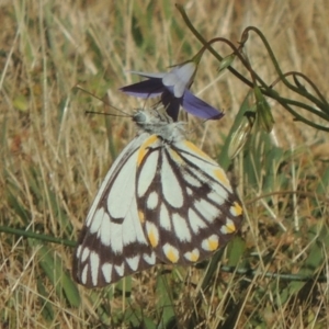 Belenois java at Conder, ACT - 2 Nov 2016