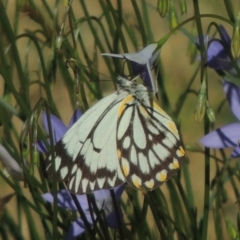 Belenois java at Conder, ACT - 2 Nov 2016