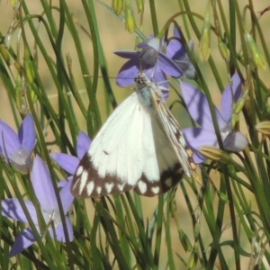 Belenois java at Conder, ACT - 2 Nov 2016