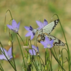 Belenois java at Conder, ACT - 2 Nov 2016