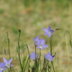 Wahlenbergia capillaris (Tufted Bluebell) at Tuggeranong Hill - 2 Nov 2016 by michaelb