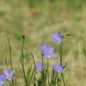 Wahlenbergia capillaris at Conder, ACT - 2 Nov 2016