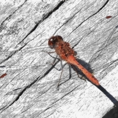 Diplacodes bipunctata (Wandering Percher) at Forde, ACT - 11 Nov 2016 by JohnBundock