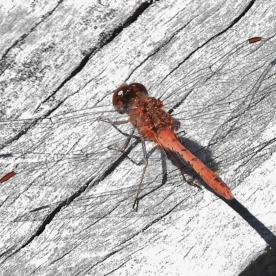 Diplacodes bipunctata (Wandering Percher) at Forde, ACT - 11 Nov 2016 by JohnBundock