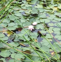 Nymphaea sp. (Waterlily) at Barragga Bay, NSW - 12 Nov 2016 by LouiseL