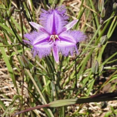 Thysanotus tuberosus subsp. tuberosus (Common Fringe-lily) at Forde, ACT - 11 Nov 2016 by JohnBundock