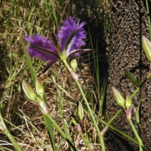 Thysanotus tuberosus subsp. tuberosus at Forde, ACT - 11 Nov 2016