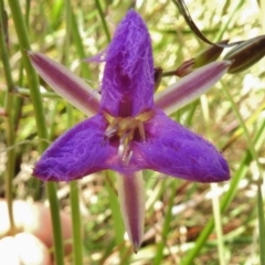 Thysanotus tuberosus subsp. tuberosus at Forde, ACT - 11 Nov 2016