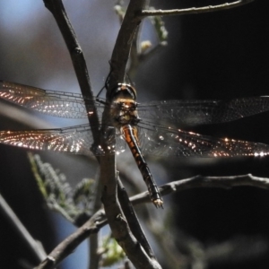 Hemicordulia australiae at Forde, ACT - 11 Nov 2016 12:39 PM