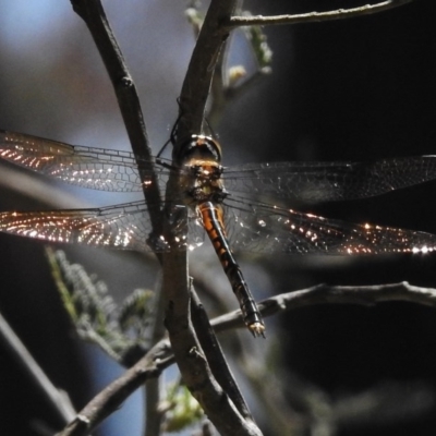 Hemicordulia australiae (Australian Emerald) at Forde, ACT - 11 Nov 2016 by JohnBundock