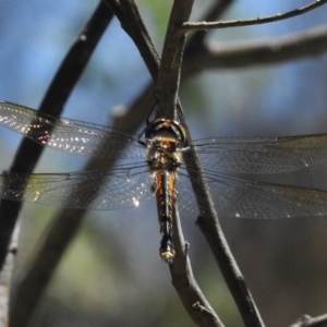 Hemicordulia australiae at Forde, ACT - 11 Nov 2016 12:39 PM