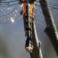 Hemicordulia australiae at Forde, ACT - 11 Nov 2016