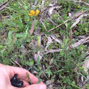 Hypericum gramineum at Bungendore, NSW - 12 Nov 2016