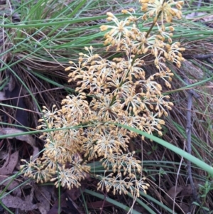 Lomandra multiflora at Bungendore, NSW - 12 Nov 2016 11:53 AM