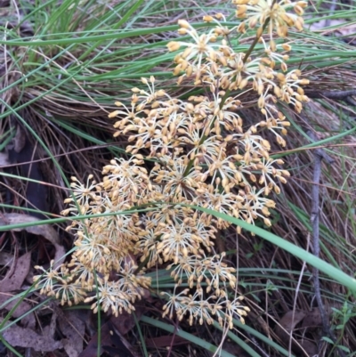 Lomandra multiflora (Many-flowered Matrush) at Bungendore, NSW - 12 Nov 2016 by yellowboxwoodland