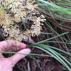 Lomandra multiflora at Bungendore, NSW - 12 Nov 2016