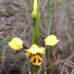 Diuris sulphurea (Tiger Orchid) at Bungendore, NSW - 12 Nov 2016 by yellowboxwoodland