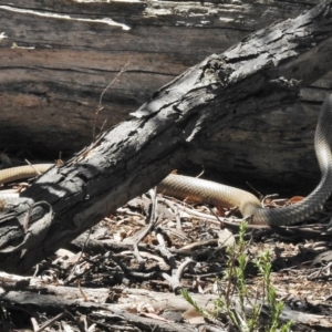 Pseudonaja textilis at Gungahlin, ACT - 11 Nov 2016 02:09 PM