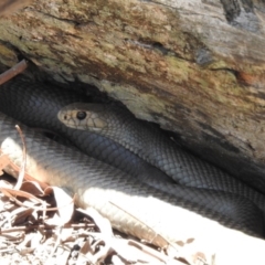 Pseudonaja textilis at Gungahlin, ACT - 11 Nov 2016