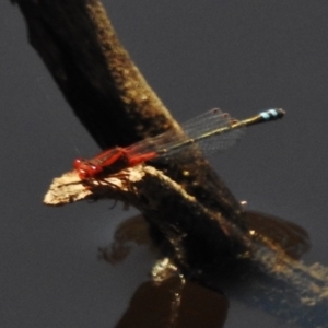 Xanthagrion erythroneurum at Gungahlin, ACT - 11 Nov 2016