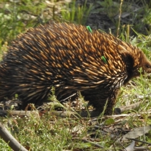 Tachyglossus aculeatus at Gungahlin, ACT - 11 Nov 2016