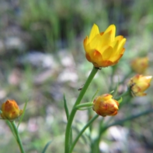 Xerochrysum viscosum at Nicholls, ACT - 29 Oct 2016