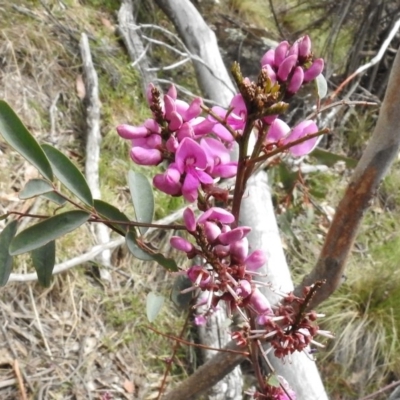 Indigofera australis subsp. australis (Australian Indigo) at Rendezvous Creek, ACT - 8 Nov 2016 by JohnBundock