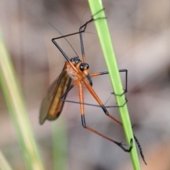 Harpobittacus australis (Hangingfly) at Aranda Bushland - 11 Nov 2016 by David