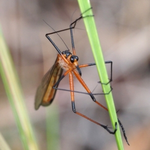 Harpobittacus australis at Aranda, ACT - 12 Nov 2016 10:06 AM