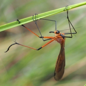 Harpobittacus australis at Aranda, ACT - 12 Nov 2016 10:06 AM