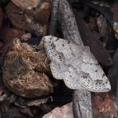 Taxeotis intextata (Looper Moth, Grey Taxeotis) at Aranda Bushland - 11 Nov 2016 by David