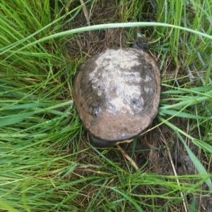 Chelodina longicollis at Harrison, ACT - 30 Oct 2016 09:43 AM