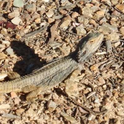 Pogona barbata (Eastern Bearded Dragon) at Canberra Central, ACT - 11 Nov 2016 by MichaelMulvaney