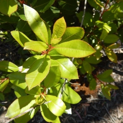 Arbutus unedo (Strawberry Tree) at O'Connor, ACT - 11 Nov 2016 by MichaelMulvaney