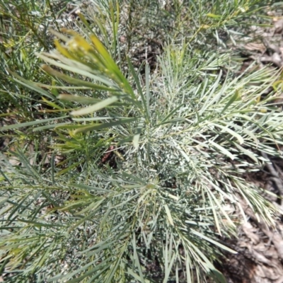 Acacia linifolia (White Wattle) at O'Connor, ACT - 11 Nov 2016 by MichaelMulvaney