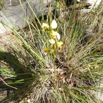 Diuris sulphurea (Tiger Orchid) at Point 3232 - 11 Nov 2016 by MichaelMulvaney