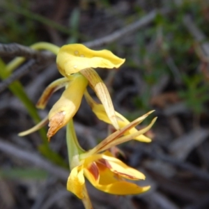 Diuris nigromontana at Point 3232 - suppressed