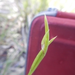 Diuris sulphurea (Tiger Orchid) at Point 5834 - 11 Nov 2016 by MichaelMulvaney