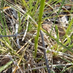 Diuris sulphurea at Point 5834 - suppressed