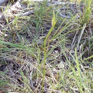 Diuris sulphurea at Point 5834 - suppressed