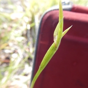 Diuris sulphurea at Point 5834 - suppressed