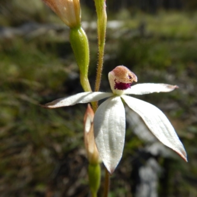 Caladenia cucullata (Lemon Caps) at Point 5834 - 11 Nov 2016 by MichaelMulvaney