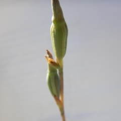 Thelymitra sp. (A Sun Orchid) at Point 5834 - 11 Nov 2016 by MichaelMulvaney