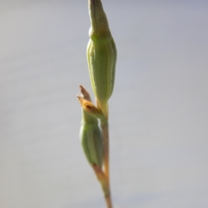 Thelymitra (Genus) at Undefined Area - suppressed