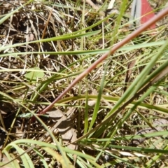 Thelymitra (Genus) at Undefined Area - suppressed