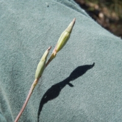 Thelymitra (Genus) at Undefined Area - suppressed