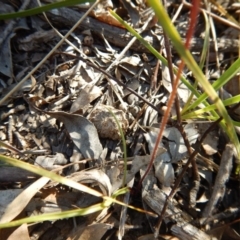 Caladenia fuscata (Dusky Fingers) at Point 3232 - 11 Nov 2016 by MichaelMulvaney