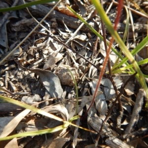 Caladenia fuscata at Point 3232 - suppressed