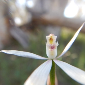 Caladenia moschata at Point 3232 - suppressed